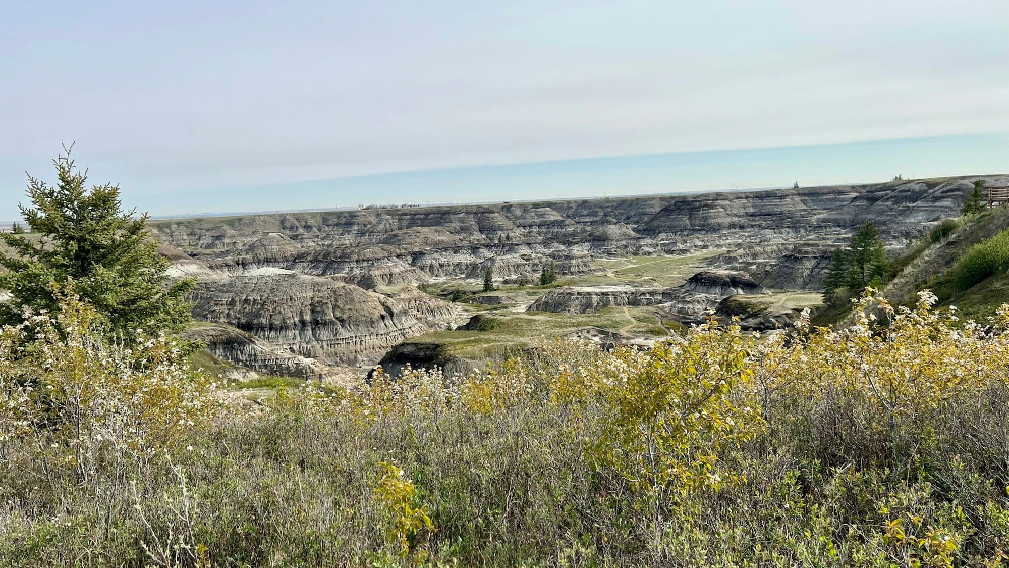 Looking out over the Red Deer River valley and the Drumheller badlands from a hillside of wild grasses